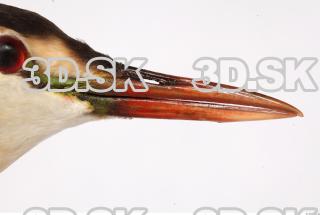 Bird beak reference 0001